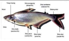 1.394 resep pindang patin ala rumahan yang mudah dan enak dari komunitas memasak terbesar dunia! Klasifikasi Dan Morfologi Ikan Patin Ikan Dan Laut