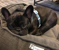 Please read our french bulldog breed buying advice page first, or try our useful dog breed selector to find the perfect dog breed. Affordable Dog Boarding Atlanta Bulldogs Bulldog Puppies Bulldog Cute Baby Animals
