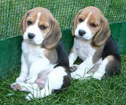 pin on beagles