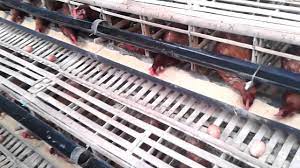 Budidaya ayam petelur bisa dimulai ketika ayam menginjak umur 5 bulan, kemduian terus menghasilkan telur sampai 1 atau 2 tahun kemudian. Peternakan Ayam Petelur Tasikmalaya Desa Nangtang Youtube