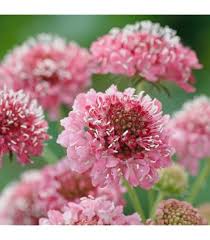 Image result for Scabiosa drakensbergensis