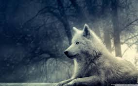 All wolfs wallpapers for cell phones at our site are presented for informational purposes only. Wolf Wallpapers Phone Desktop Background