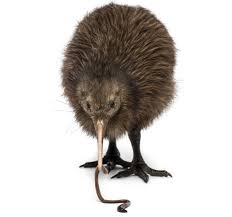 What Do They Eat Bird Facts Kiwi Bird Bird