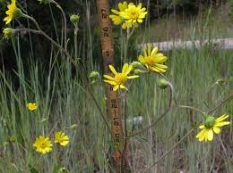 Image result for Heteranthoecia