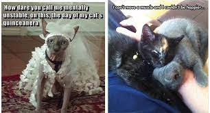 If you are looking for happy caturday cat memes caturday meme you've come to the right place. I Can Has Cheezburger Its Caturday Page 2 Funny Animals Online Cheezburger
