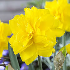 Maybe you would like to learn more about one of these? Golden Ducat Double Daffodil Bulbs Narcissus Golden Ducat High Country Gardens