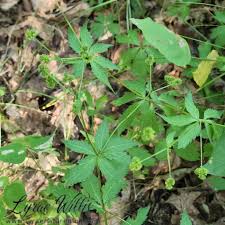 Image result for Apiaceae