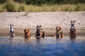 Proven methods, compassionate dog training. Denver Area Dog Training Board Train Bend Oregon Training Services Flash Dog Training Wheat Ridge Co Bend Oregon
