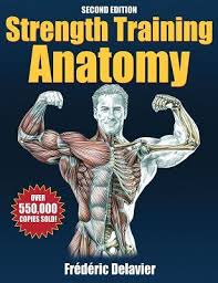 It is the chief antigravity muscle that aids in walking up stairs. Strength Training Anatomy By Frederic Delavier