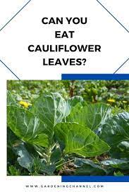 Cauliflower can make for a versatile addition to your rabbit's diet, as they can eat every part of the plant. Are Cauliflower Leaves Safe To Eat