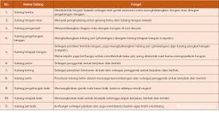 Kunci jawaban tematik tema 1 kelas 5 subtema 2 pembelajaran 3. Fungsi Tulang Halaman 68 Belajar Kurikulum 2013