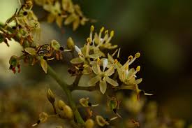 Image result for Dialium holtzii