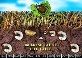 A Diagram Depicting The Lifecycle Of A Japanese Beetle It Shows What Stage Of Growth The Larvae Japanese Beetles Japanese Beetle Control Japanese Beetles Trap