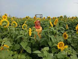 Bunga tahunan yang kuat dan mudah tumbuh ini selalu mencerahkan taman dengan ukuran kelopak yang besar dan dramatis. Spot Kece Taman Bunga Matahari De Jogja Adventure