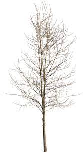 Deciduous Tree Winter Iv Tree Photoshop Winter Trees Deciduous Trees