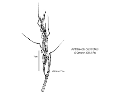 Image result for Arthraxon