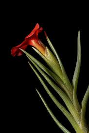 Image result for Albertisia exelliana