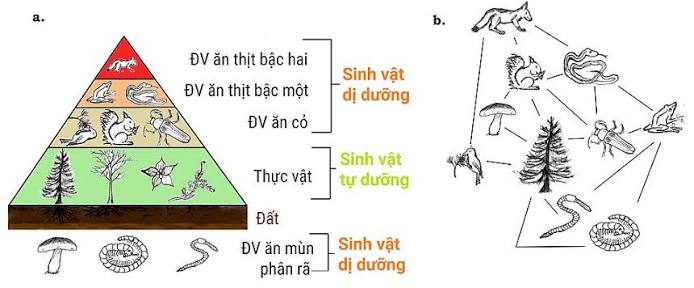 Dòng năng lượng (sinh thái học) – Wikipedia tiếng Việt