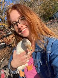 Hatching khaki campbell and rouen ducklings