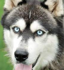 Siberian Husky