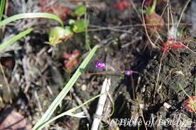 Image result for Utricularia scandens