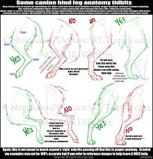 Side view of a french bulldog with red dog collar standing on back legs on white background. Dog Hind Leg Anatomy Drawing