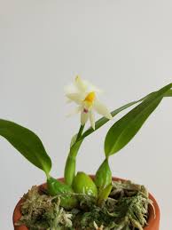 Image result for Polystachya fallax