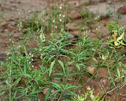 Image result for Croton steenkampianus