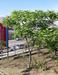 Image result for Centrolobium