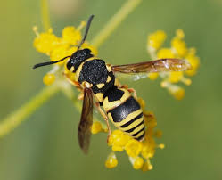 Since white stripes only exist because pigment is denied, black is understood to be the default colour of a zebra. Know Your Bees Wasps Guardian Wasp Bee Management