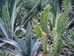 All in all, port st. Port St Lucie Botanical Gardens Iv Digital Art By Tina Baxter