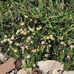 Image result for Felicia filifolia