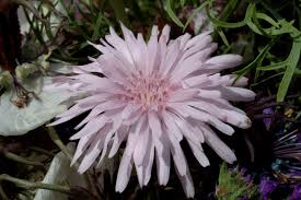Image result for Crepis