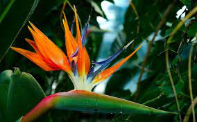 Bird Of Paradise Wallpaper Birds Of Paradise Birds Of Paradise Flower Paradise Wallpaper