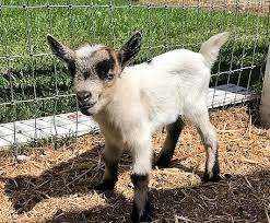 This is especially true when goats are housed in confinement. Got A Farm Ranch Chickens Or Baby Goats You Need Diatomaceous Earth