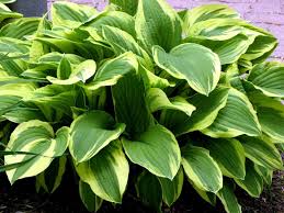Hostas In Florida | Miss Smarty Plants
