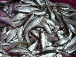 Marinata de peste cu otet este un preparat sanatos, foarte hranitor, pe care il poti servi in orice moment al zilei. Conserva De Peste Oblete Cufarul Cu Bucurii