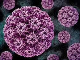 Image result for Virus