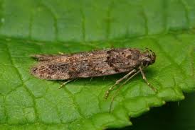 Image result for Teleiopsis diffinis