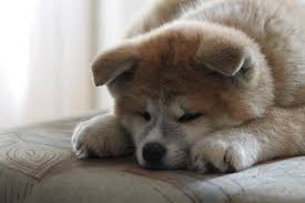The story of hachikō, the most revered akita of all time, helped push the akita into the international dog world.hachikō was born in 1923 and owned by professor hidesaburō ueno of tokyo. Akita Inu Der Vermutlich Treuste Hund Der Welt Blog Petcenter Ch Ag
