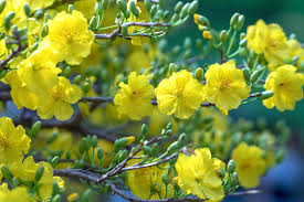 Strolling on the flower street in the lunar new year is one of indispensable activities in ho chi minh city. Apricot Flowers Blooming In Lunar New Year With Yellow Blooming Fragrant Petals Signaling Spring Has Come This Is The Symbolic Flower For Good Luck Stock Photo Adobe Stock