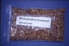 Image result for Ricinodendron