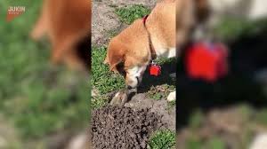 Larger animals like skunks and snakes will commonly prey on if you're interested in planting some gopher repelling plants in your garden, stop by cal blend soils. Master Gardeners How To Get Rid Of Gophers And The Mounds They Make