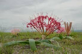 Image result for Sarcophyte