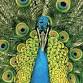 The Bluetones event image