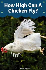 Birds That Can T Fly Far How High Can A Chicken Fly Eco Peanut In 2020 Chickens Backyard Chicken Coop Designs Backyard Farming
