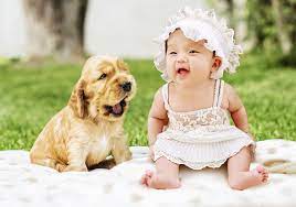 Check spelling or type a new query. 13 Tips For The Perfect Dog Photoshoot Vip Puppies Baby Dogs Very Cute Baby Cute Animals