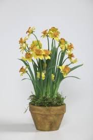 How To Care For Daffodils Indoors Daffodils Daffodils Planting Daffodil Bulbs