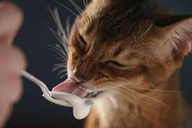 Can cats eat yogurt? you may be asking this if you want to add something different to your kitty's diet, or maybe if your cat has helped what kind of yogurt can cats have, and how much? Can Cats Eat Yogurt When Is Yogurt Good For Cats