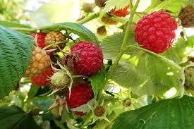 Maybe you would like to learn more about one of these? Sponsor The Wild Fruit Garden Of The Land Of The White Stupa Retreat Center Community Fundraising With Gogetfunding